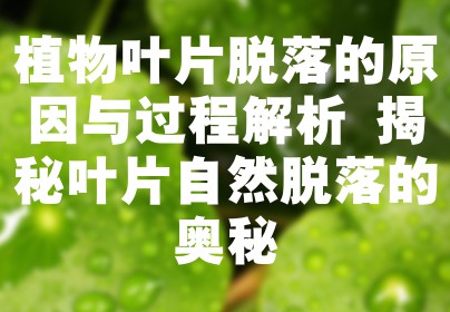植物叶片脱落的原因与过程解析 揭秘叶片自然脱落的奥秘