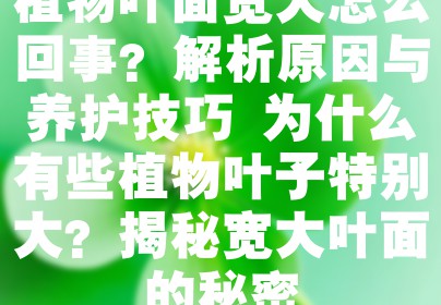 植物叶面宽大怎么回事？解析原因与养护技巧 为什么有些植物叶子特别大？揭秘宽大叶面的秘密
