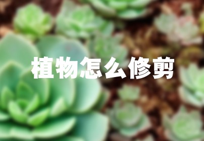 植物怎么修剪