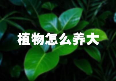 植物怎么养大