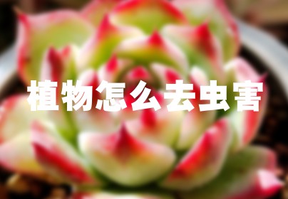 植物怎么去虫害