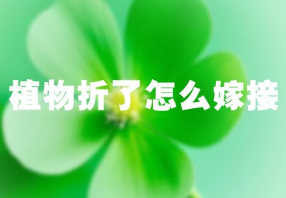 植物折了怎么嫁接