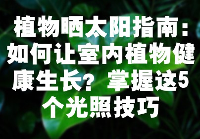 植物晒太阳指南：如何让室内植物健康生长？掌握这5个光照技巧
