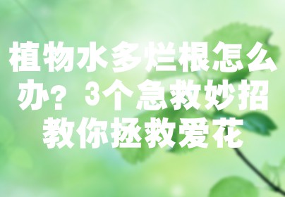 植物水多烂根怎么办？3个急救妙招教你拯救爱花