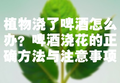 植物浇了啤酒怎么办？啤酒浇花的正确方法与注意事项
