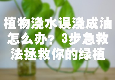 植物浇水误浇成油怎么办？3步急救法拯救你的绿植
