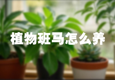 植物班马怎么养