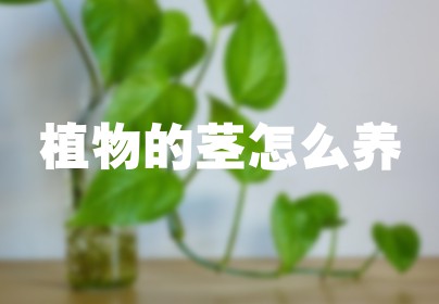 植物的茎怎么养