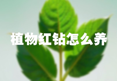植物红钻怎么养