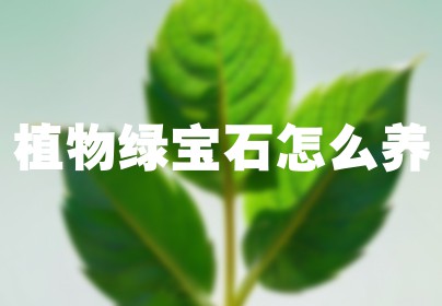 植物绿宝石怎么养