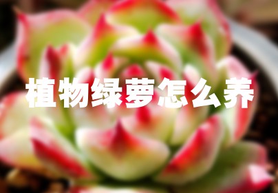 植物绿萝怎么养