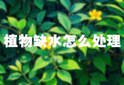 植物缺水怎么处理