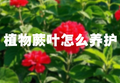 植物蕨叶怎么养护