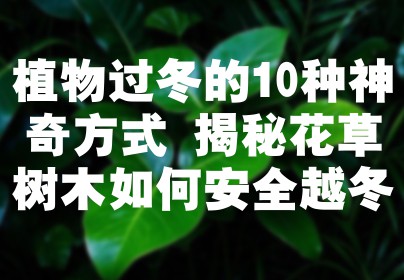 植物过冬的10种神奇方式 揭秘花草树木如何安全越冬