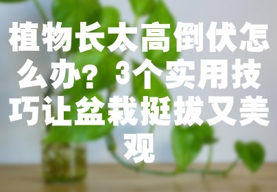 植物长太高倒伏怎么办？3个实用技巧让盆栽挺拔又美观