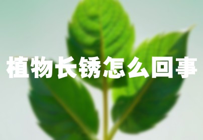 植物长锈怎么回事