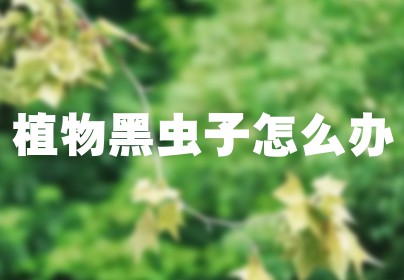 植物黑虫子怎么办