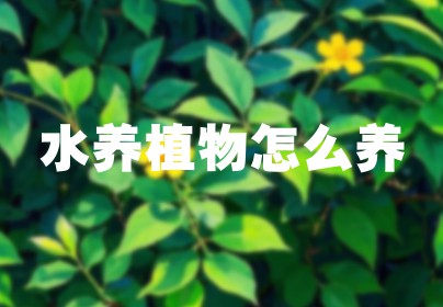 水养植物怎么养