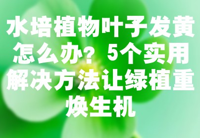 水培植物叶子发黄怎么办？5个实用解决方法让绿植重焕生机