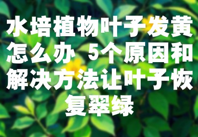 水培植物叶子发黄怎么办 5个原因和解决方法让叶子恢复翠绿