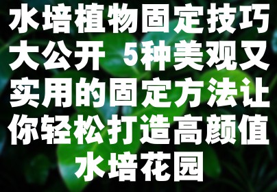 水培植物固定技巧大公开 5种美观又实用的固定方法让你轻松打造高颜值水培花园