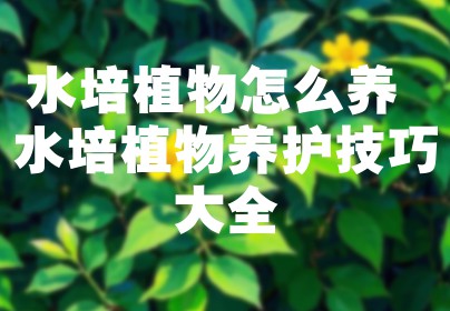 水培植物怎么养 水培植物养护技巧大全