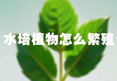水培植物怎么繁殖