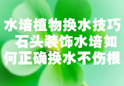 水培植物换水技巧 石头装饰水培如何正确换水不伤根