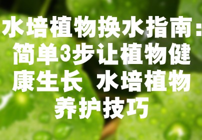 水培植物换水指南：简单3步让植物健康生长 水培植物养护技巧