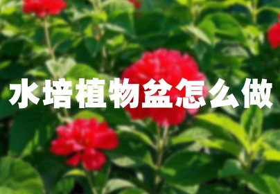 水培植物盆怎么做