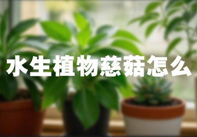 水生植物慈菇怎么