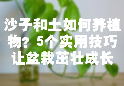 沙子和土如何养植物？5个实用技巧让盆栽茁壮成长