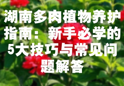 湖南多肉植物养护指南：新手必学的5大技巧与常见问题解答