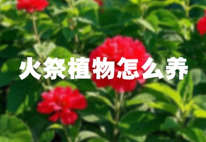 火祭植物怎么养