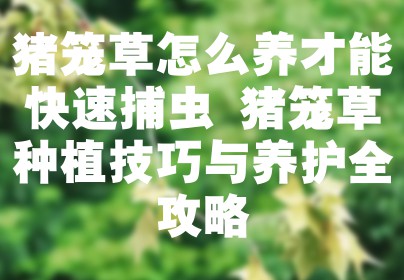 猪笼草怎么养才能快速捕虫 猪笼草种植技巧与养护全攻略