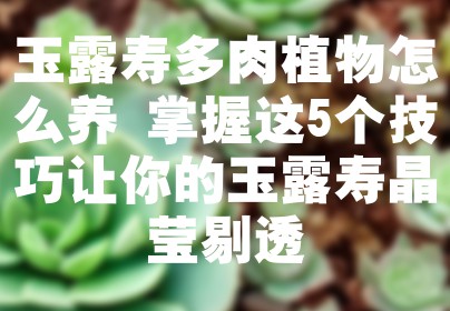 玉露寿多肉植物怎么养 掌握这5个技巧让你的玉露寿晶莹剔透