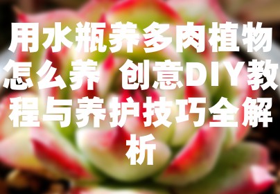 用水瓶养多肉植物怎么养 创意DIY教程与养护技巧全解析