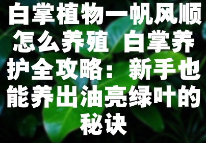 白掌植物一帆风顺怎么养殖 白掌养护全攻略：新手也能养出油亮绿叶的秘诀