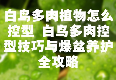 白鸟多肉植物怎么控型 白鸟多肉控型技巧与爆盆养护全攻略