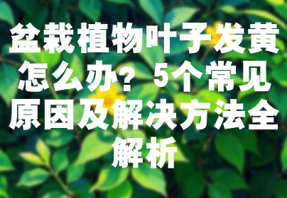 盆栽植物叶子发黄怎么办？5个常见原因及解决方法全解析