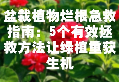 盆栽植物烂根急救指南：5个有效拯救方法让绿植重获生机