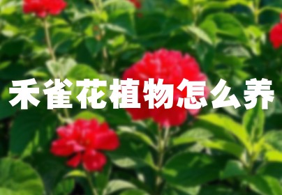 禾雀花植物怎么养