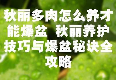 秋丽多肉怎么养才能爆盆 秋丽养护技巧与爆盆秘诀全攻略