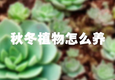 秋冬植物怎么养