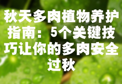 秋天多肉植物养护指南：5个关键技巧让你的多肉安全过秋