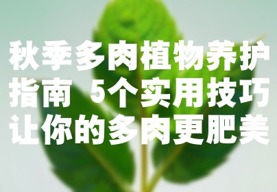 秋季多肉植物养护指南 5个实用技巧让你的多肉更肥美