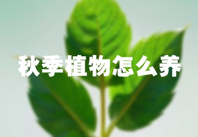 秋季植物怎么养