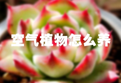 空气植物怎么养