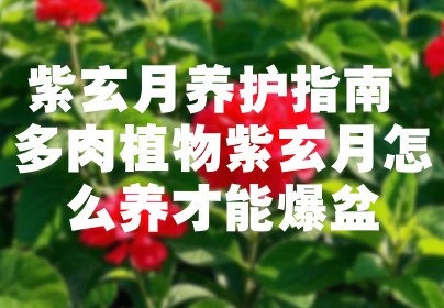 紫玄月养护指南 多肉植物紫玄月怎么养才能爆盆