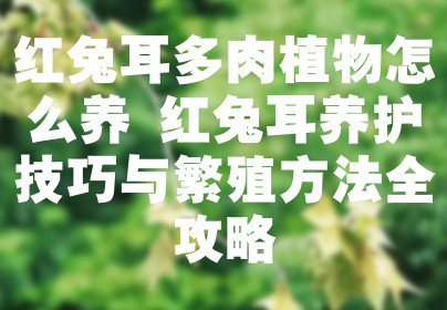 红兔耳多肉植物怎么养 红兔耳养护技巧与繁殖方法全攻略